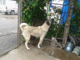 Turkish Kangal Dog Kangal Dog Dogs Animals