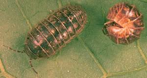 The pill bug is not an insect, but. How To Kill Pillbugs Get Rid Of Sowbugs