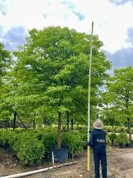 Image result for Crateva