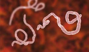 Case fatality rates have varied from 24% to 88% in past outbreaks depending on virus strain and case management. 9ei6ybav7au1im