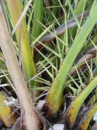 Image result for Phoenix canariensis