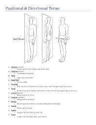Anatomical Body Planes Worksheet Human Body Worksheets Human Body Education Nervous System Lesson Plans