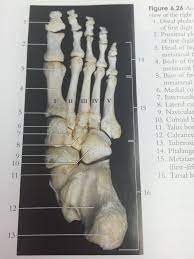 Roman Numerals Are Metatarsals 1 5 Of Foot Cuboid Skull And Bones Bones