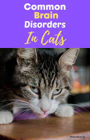 Neurological Problems With Cats Symptoms And Treatments Cat Symptoms Cats Cat Problems
