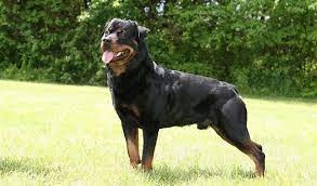 If you have a male dog, you can expect the animal to weigh anything between 100 lbs to 130 lbs when fully grown. Rottweiler Dog Breed Information