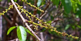 Image result for Alchornea laxiflora