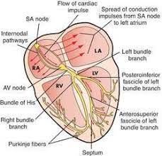 Conduction System Of The Heart Definition Of Conduction System Of The Heart By Medical Dict Medical School Essentials Nursing School Survival Cardiac Nursing