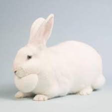 A wide variety of rex rabbit size options are available to you, such as feature, decoration, and use. Beveren Rabbits Breed My Pet Desire