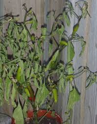 If suspected, report it to the minnesota department of agriculture at the arrest the pest hotline: My Plant Leaves Are Drooping And Curling