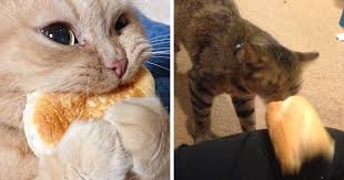 Or in other words, can cats eat honey? Tumblr User Explain Why Cats Are Obsessed With Eating Bread Bored Panda