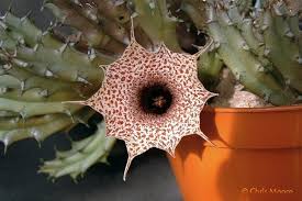 Image result for Huernia hislopii