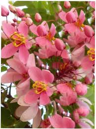 Image result for Cassia nodosa