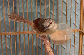 Burung ciblek merupakan burung yang populer karena burung dengan postur yang kecil memiliki suara kicauannya yang khas. Burung Ciblek Termahal Harga Rp 25 Juta Burungnya Com