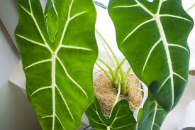 « previous plant | next plant » Alokasie Pfeilblatt Alocasia Pflege Vermehrung Majas Pflanzenwelt