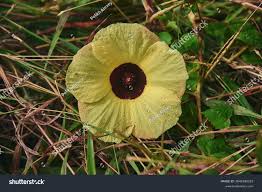 Image result for Hibiscus surattensis