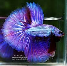 1.6k likes · 13 talking about this. Pin By Sheree Armstrong On Pure Cuteness In 2021 Betta Halfmoon Betta Betta Fish