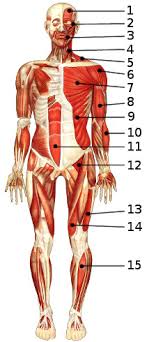 The cardiac or heart muscle, the smooth muscles and the skeletal. Free Anatomy Quiz The Muscles Of The Whole Body Locations Quiz 1