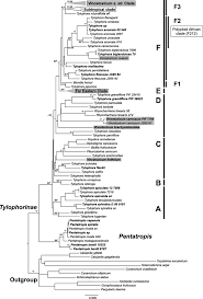 Image result for Schizostephanus alatus