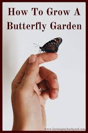 We did not find results for: How To Grow A Butterfly Garden Farming My Backyard