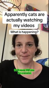 Por qué los gatos ven mis videos?