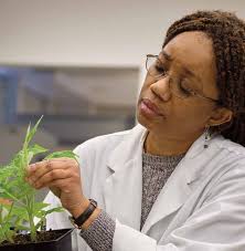 STEM: PIPELINE FOR PLANT SCIENCES