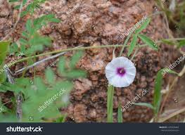 Image result for Ipomoea chloroneura