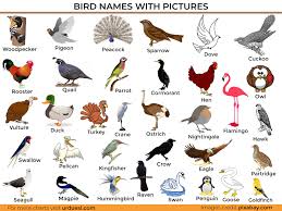 Body parts name tamil and english. A To Z Bird Names List In English With Pictures Download In Pdf