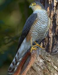 Species Of Hawks In Louisiana Home Kites Hawks Eagles Accipitridae Sharp Shinned Hawk Sharp Shinned Hawk Wild Birds Bird Life List