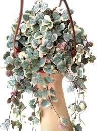 Image result for Ceropegia breviflora
