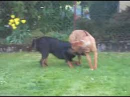 Both of these dogs are a little more aggressive and have a higher energy level. Boerboel Lion Dog Shefalitayal