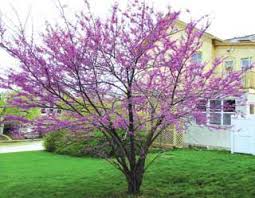 You'll hardly believe this is our humble native redbud tree seen all over the eastern u.s. American Redbud Tree From Stark Bro S Eastern Redbud Trees For Sale
