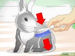 We did not find results for: Cara Menjaga Kelinci Agar Tetap Sejuk 11 Langkah Dengan Gambar