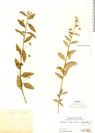 Image result for Sida rhombifolia