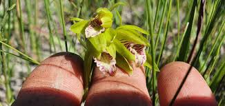 Image result for Nervilia crociformis