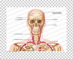 Related posts of veins and arteries of the neck. Supratrochlear Artery Vein Neck External Carotid Artery Png Clipart Anatomy Angle Arm Blood Vessel Bone Free
