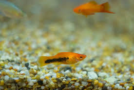 The gestation period varies but it's around 45 days on average. Why Do Molly Fish Stay At The Bottom Of The Tank Pet Fish Online