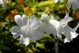 Image result for Mimulopsis excellens