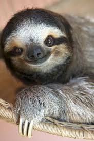 Tembel Hayvan Sloth Tembel Hayvan Hayvan Tembel Hayvanlar