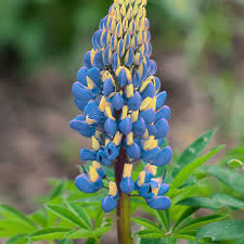 Image result for Lupinus