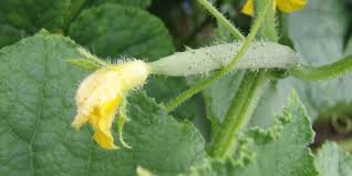 Image result for Cucumis cinereus