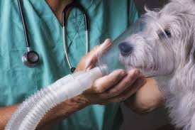 What is Veterinary Critical Care? - IndyVet