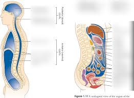 Check spelling or type a new query. Week 1 Figure 1 10 Left A Midsagittal View Of The Body Cavities And Fig 1 11 Right Of A Midsagittal View Of The Organs Of The Abdominopelvic Cavity And Their Supporting Membranes Diagram Quizlet