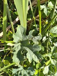 Image result for Lagenaria sphaerica