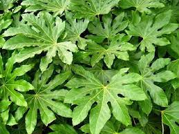 Maybe you would like to learn more about one of these? Plants For Dallas Your Source For The Best Landscape Plant Information For The Dallas Ft Worth Metroplex10 Best Shade Loving Plants For North Texas