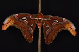 Maybe you would like to learn more about one of these? Atlasspinner Mannchen Foto Bild Tiere Haustiere Terraristik Bilder Auf Fotocommunity