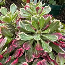 Image result for Euphorbia davyi