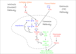 Blood Clotting Pathway Diagram Reading Industrial Wiring