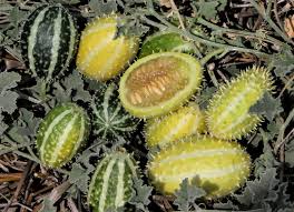 Image result for Cucumis prophetarum