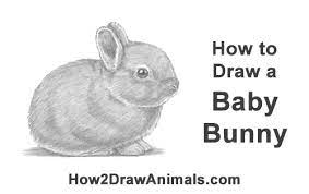 Fluffy and poofy mixed) tail. How To Draw A Rabbit Baby Video Step By Step Pictures