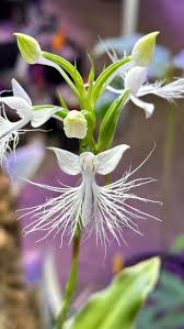 Image result for Habenaria aberrans